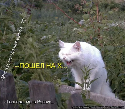 Мужская футболка Иди на х#й (коллекции На х*й) за 1599 ₽ купить в  интернет-магазине Print Bar (CEN-275950) ✌
