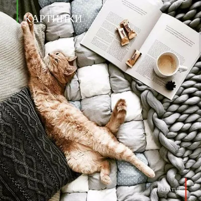 italiatut_картинки] Доброе утро!☀️ ☀️Утро - очень важный момент... от того,  как пройдет утро, зачастую зависит и настр… | Spoiled cats, Cute cats,  Sleepy kitten
