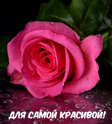 Розовые розы в шляпной коробке - Roza.od.ua