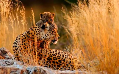 САМЫЕ лучшие фото - природа и животные - YouTube