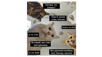 Москвичка решила запатентовать мем про Наташу и котов - Газета.Ru | Новости