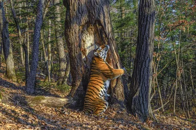 Победители фотоконкурса «Природа и животные России» - Фотогалерея РГО