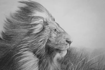 Как нарисовать птицу простым карандашом / Pencil drawing of a bird - YouTube