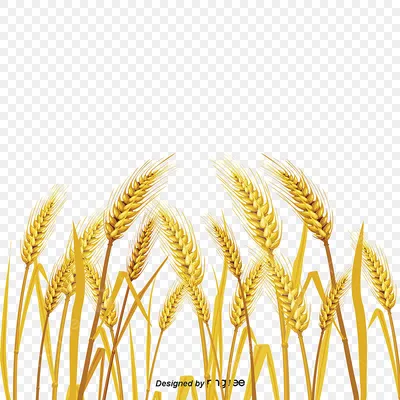 Картинки пшеницы фотографии