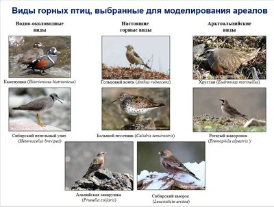 Птица колибри
