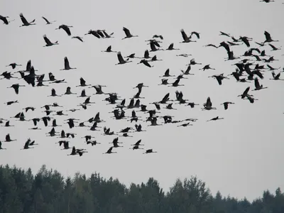Птиц в рамках проекта «Российская зима» изучают в Казанском университете |  Медиа портал - Казанский (Приволжский) Федеральный Университет