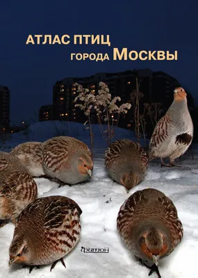 125 дБ брачного зова: как кричит самая громкая птица в мире
