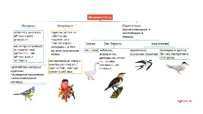 Птицы
