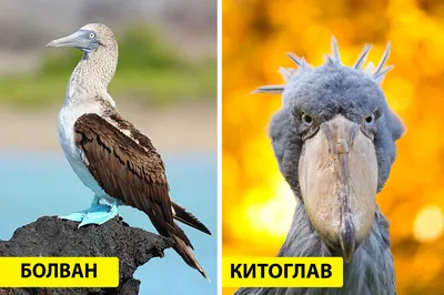 Перелёты птиц. Большая российская энциклопедия