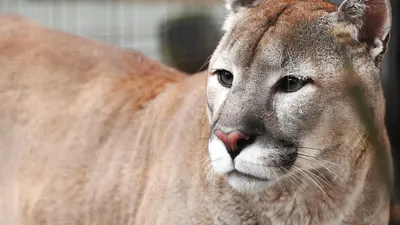 Пума (Felis (Puma) concolor) — Зоопарк «Лимпопо» г. Нижний Новгород –  Нижегородский зоопарк