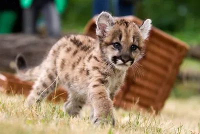 Пума (лат. Puma concolor), фотографии пумы