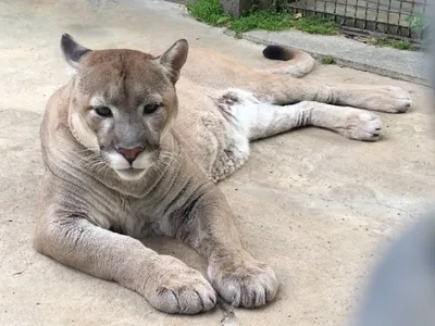 Пума (Felis (Puma) concolor) — Зоопарк «Лимпопо» г. Нижний Новгород –  Нижегородский зоопарк