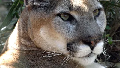 Пума (лат. Puma concolor), фотографии пумы