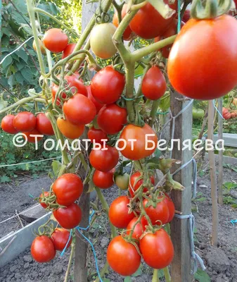 Рай рая Свет в небе Драматическая предпосылка природы красивейшее облако  Стоковое Изображение - изображение насчитывающей рай, сновидение: 122211141