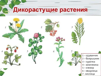 10 необычных комнатных растений, которые вы точно захотите поставить у себя  на подоконнике: Идеи и вдохновение в журнале Ярмарки Мастеров