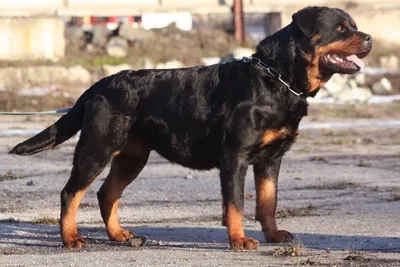 Воспитание ротвейлера - дело не простое 🙃😏🖤 | Dog Hans and Waltz 🖤🐾 |  Дзен