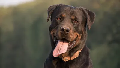 Ротвейлер - это идеальный спутник или вызов для вас? Разбираемся, подходит  ли эта порода собак для вашей семьи.