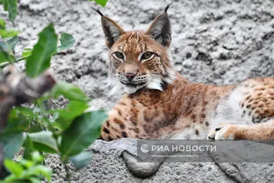 В Тверской области рысь попалась на фотоловушку