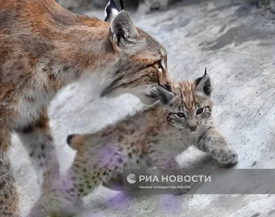 49 365 рез. по запросу «Рысь» — изображения, стоковые фотографии,  трехмерные объекты и векторная графика | Shutterstock