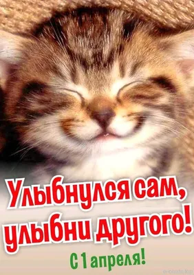 Забавные картинки и смешные открытки к 1 апреля | Canva