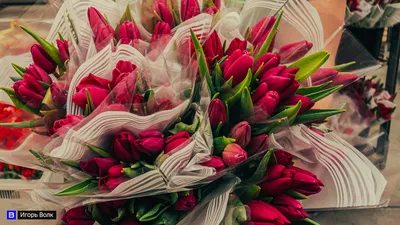 Желтые, белые, красные: тюльпаны к 8 марта | Фоторепортажи | Новости  Иркутска: экономика, спорт, медицина, культура, происшествия