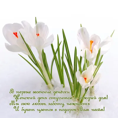 Картинка 8 наурыз құтты болсын . белые тюльпаны для любимых женщин.  поздравляем с 8 марта Створити листівку онлайн. Конструктор листівок на  кожен день.