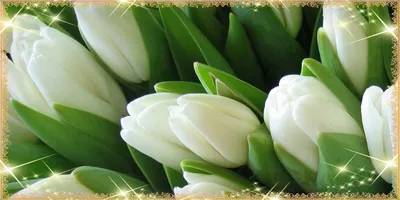 photo: ~ 8 Марта ~ | photographer: Елена Татульян | WWW.PHOTODOM.COM |  Flower painting, Still life flowers, Beautiful flowers