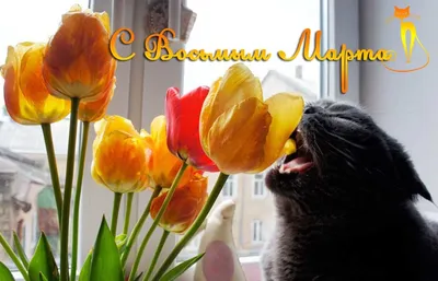 Восьмимартовская кошка | Пикабу