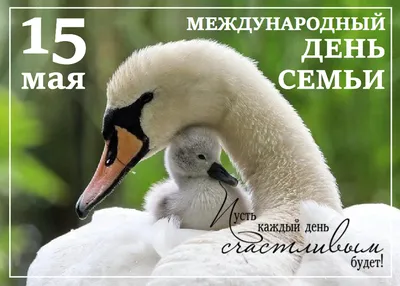 15 мая- Международный день семьи » УЗ \"Брестская городская больница СМП\"