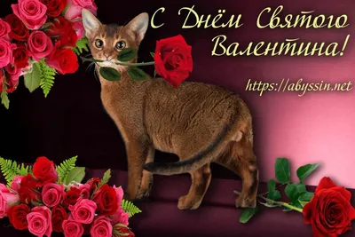 Картинки с Днем святого Валентина с кошками фотографии