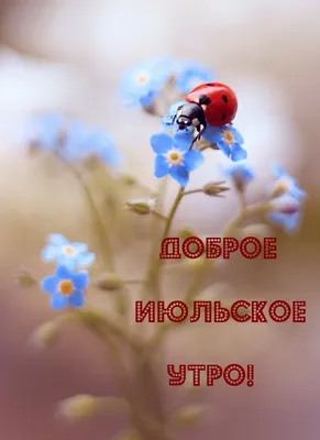 ღܓ❀С Добрым последним июльским Утром!!!!До свидания Июль ...❀ღܓ❀ ~ Открытка  (плейкаст)