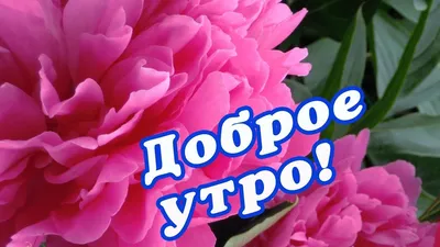 Доброе утро! Пусть Ваше утро будет прекрасным как эти цветы!#доброеутр... |  TikTok