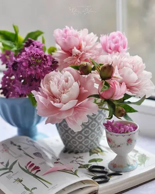 Идеи на тему «С добрым утром!» (8) | доброе утро, розовые пионы, надписи