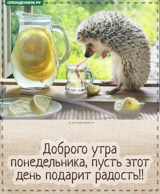 С добрым утром и хорошего дня в понедельник — открытки и картинки на вайбер  - Телеграф