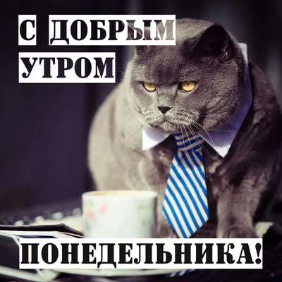 Картинки \"Доброго Утра Понедельника!\" (152 шт.)