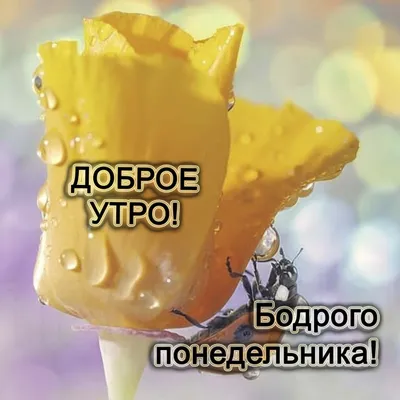 Доброе утро понедельник стоковое изображение. изображение насчитывающей  текст - 64013223