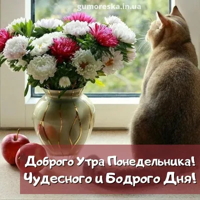 С добрым утром понедельника! Успешной недели, ... - Всё будет хорошо!,  №2529299381 | Фотострана – cайт знакомств, развлечений и игр