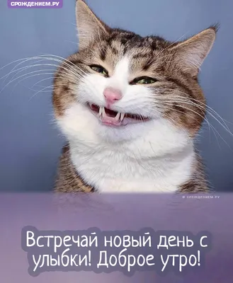 Котики | Доброе утро