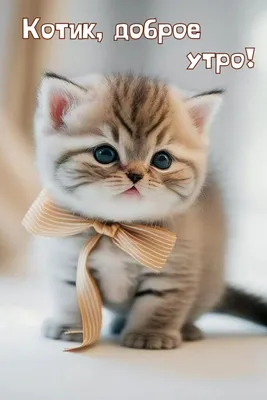 открытки с котиками доброе утро｜Búsqueda de TikTok