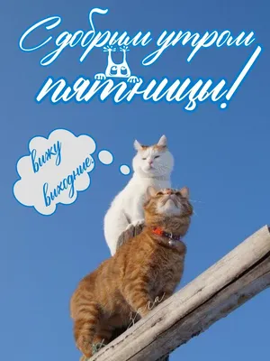 Картинка доброе утро с милыми котиками - GreetCard.ru