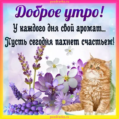 Картинки \"С Добрым Утром, Котик!\" (100+)