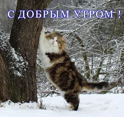 Открытка с зевающим котиком \"Доброе утро! На работу собирайся!\" • Аудио от  Путина, голосовые, музыкальные