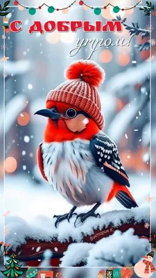 Pin by Болдырева Марина on Доброе утро | Colorful birds, Pet birds, Animals  beautiful