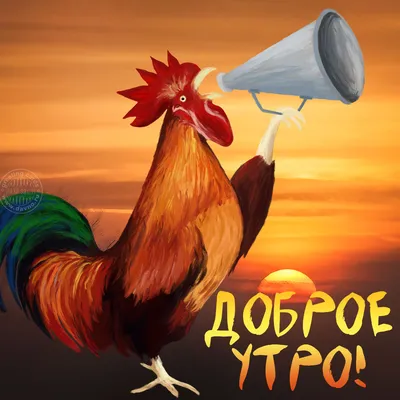 Птичка \"Доброе утро\" | Пикабу