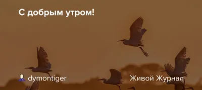 Позитивные картинки \"С Добрым Утром!\" (252 шт.)