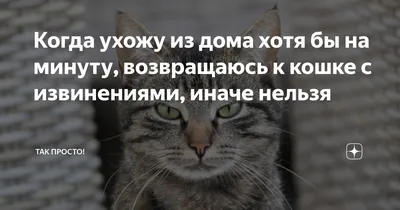 Казнить нельзя помиловать»: приморцы обсуждают извинение девушки в сети