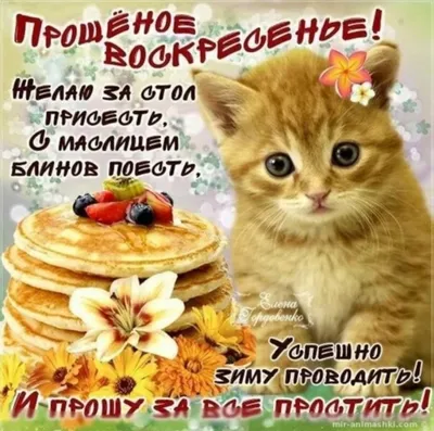 Открытки масленица поздравляю с масленицей и вновь у кота масленица...