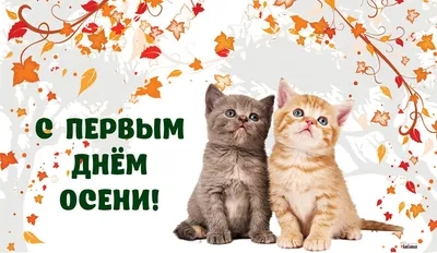 С Первым Днём Осени! 1 сентября. #утречко #видеопожеланиесдобрымутром ... |  TikTok