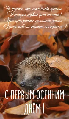 С первым днём осени! Привет, осень! | Привет сентябрь, Осень, Осенние  картинки