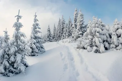 Картинки с зимой